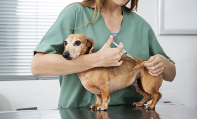 cachorro-vacina